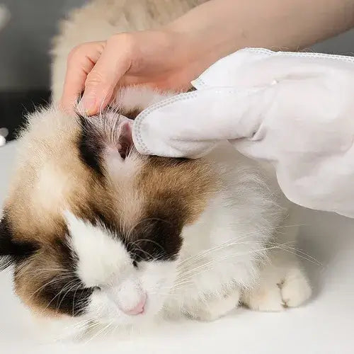 LUVA UMEDECIDA BANHO A SECO E HIDRATAÇÃO PARA CÃES E GATOS – A PARTIR DE 2 PACOTES