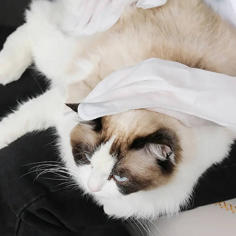 LUVA UMEDECIDA BANHO A SECO E HIDRATAÇÃO PARA CÃES E GATOS – A PARTIR DE 2 PACOTES